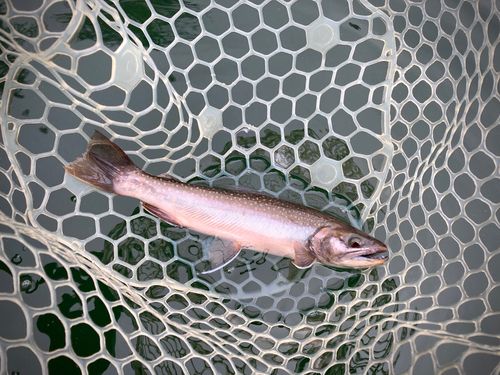 ミヤベイワナの釣果