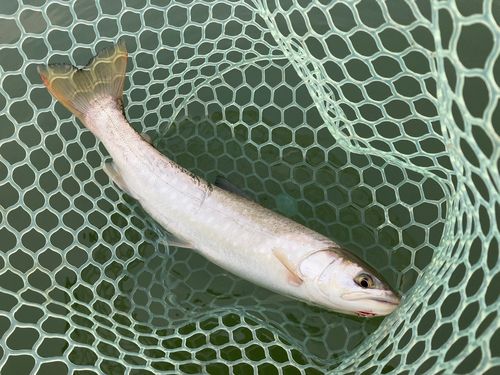アメマスの釣果