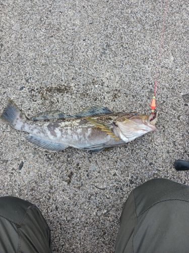 アイナメの釣果