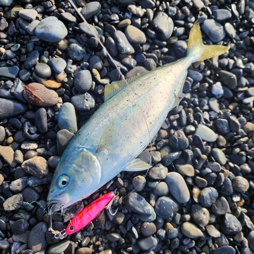 ワカシの釣果