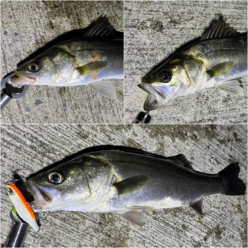 シーバスの釣果