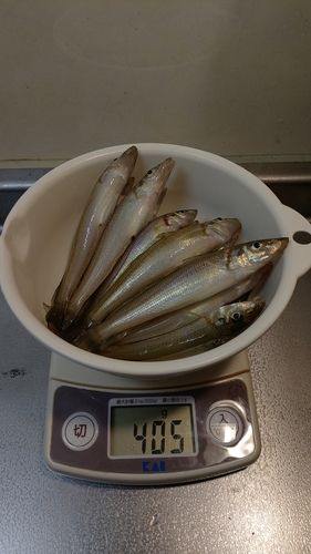 キスの釣果