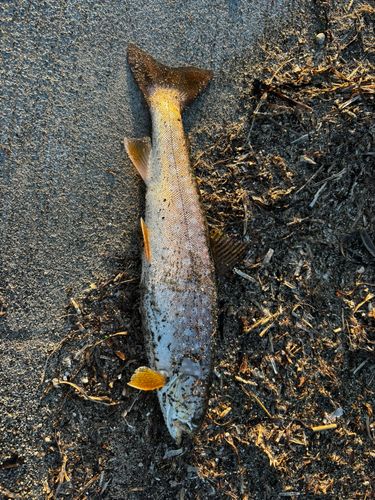 ウミアメの釣果