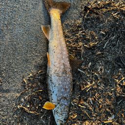 ウミアメ