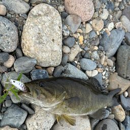 スモールマウスバス