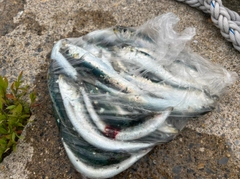 マイワシの釣果