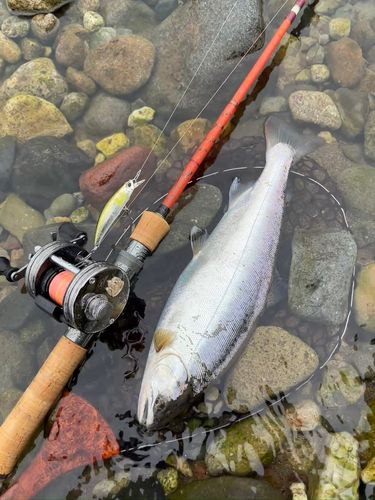 ヤマメの釣果