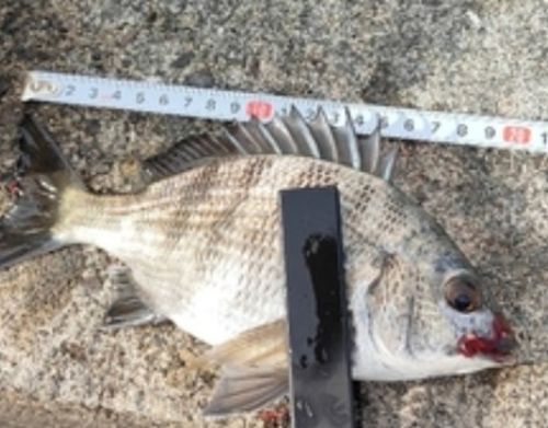 クロダイの釣果