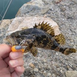 タケノコメバル