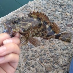 カサゴ