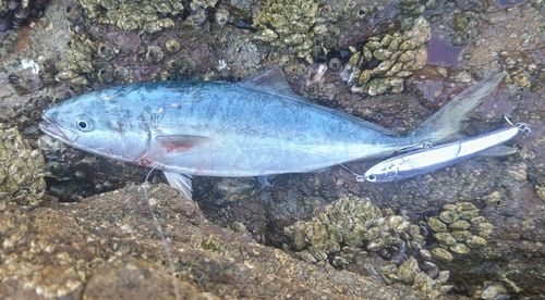 ハマチの釣果