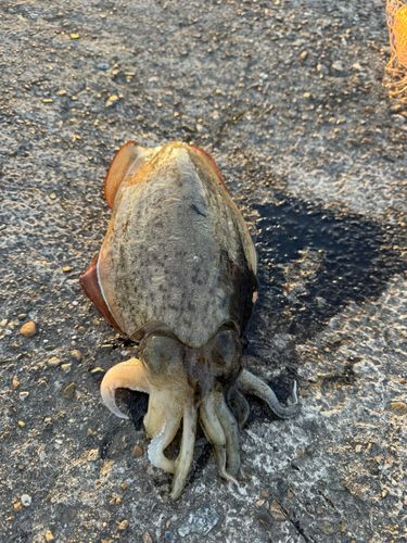 モンゴイカの釣果