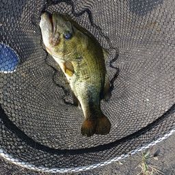 ラージマウスバス