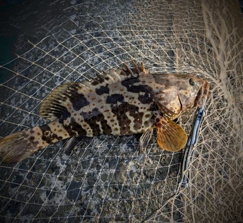 チャイロマルハタの釣果