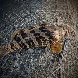 チャイロマルハタ