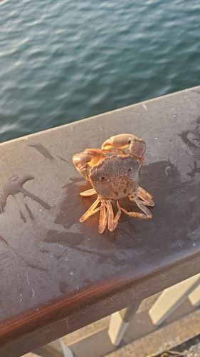 カニの釣果