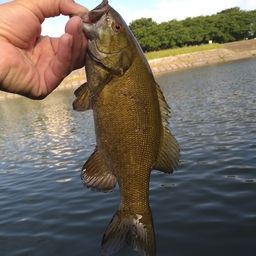 スモールマウスバス