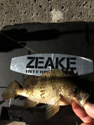 アカメバルの釣果