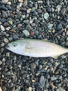 ワカシの釣果