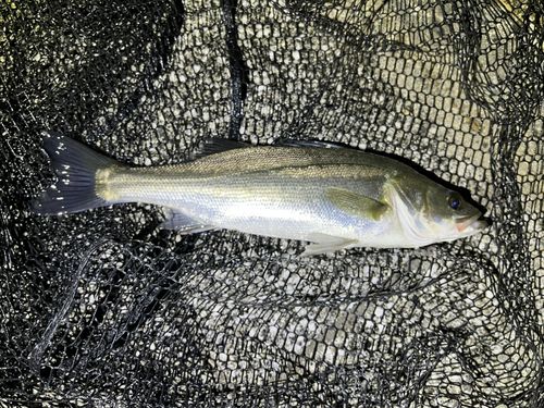 セイゴ（マルスズキ）の釣果