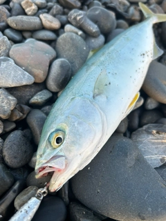 ワカナゴの釣果