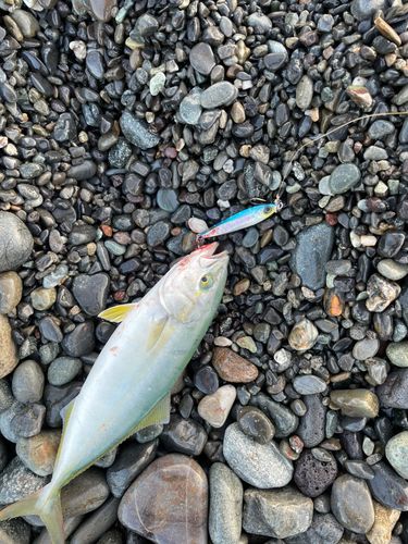 ワカシの釣果