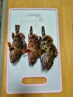 カサゴの釣果