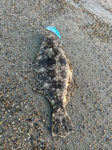 ソゲの釣果