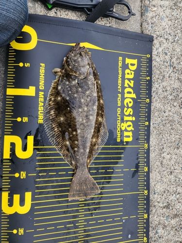マゴチの釣果