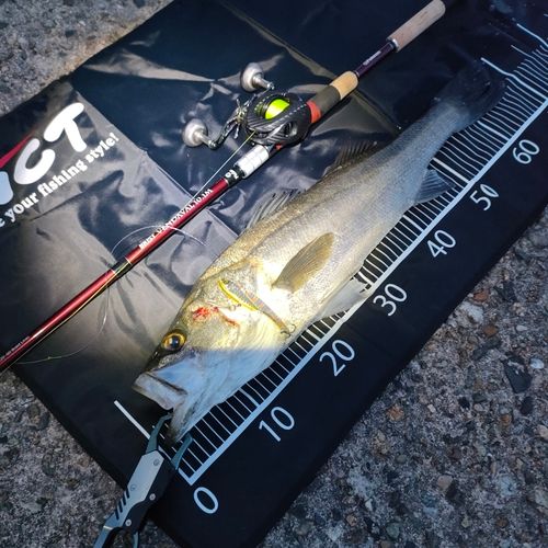 シーバスの釣果