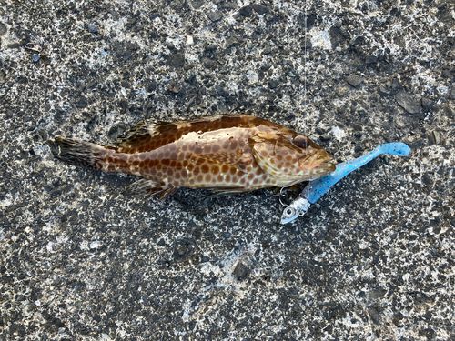 オオモンハタの釣果