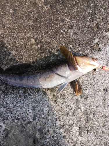 アイナメの釣果