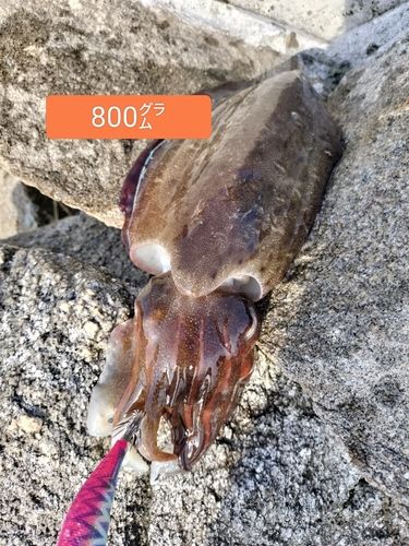 モンゴウイカの釣果