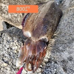 モンゴウイカ