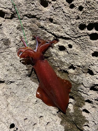 ケンサキイカの釣果