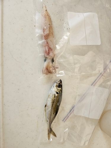 ヤリイカの釣果