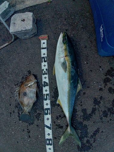 ブリの釣果