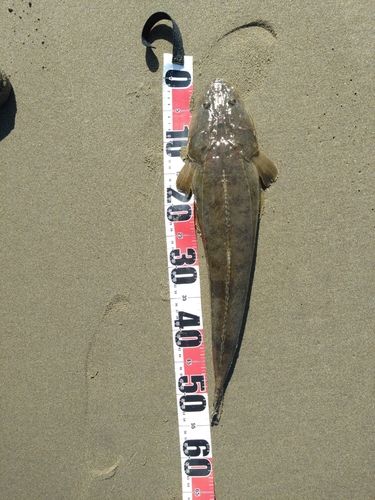 マゴチの釣果