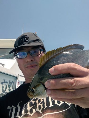 イサキの釣果