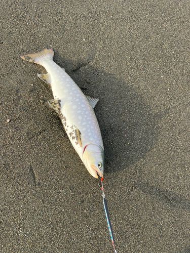 アメマスの釣果