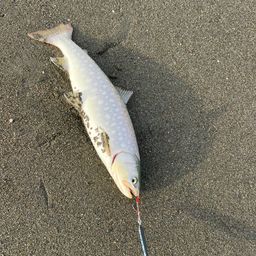 アメマス