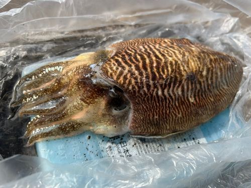 コウイカの釣果