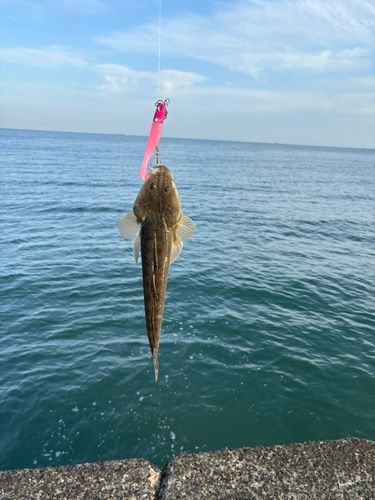 マゴチの釣果
