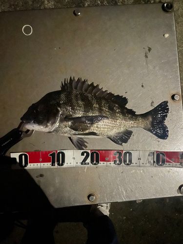 クロダイの釣果