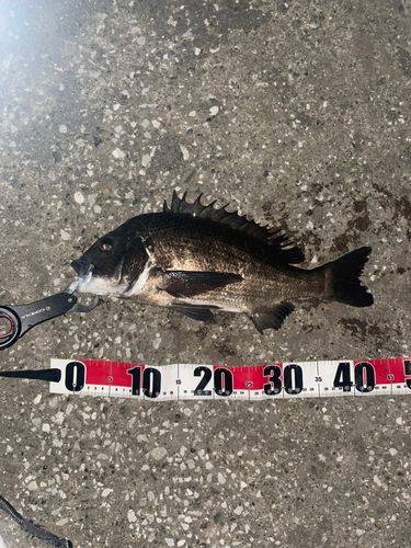 クロダイの釣果