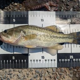 ラージマウスバス