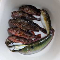 アジ