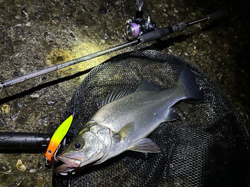 ヒラスズキの釣果