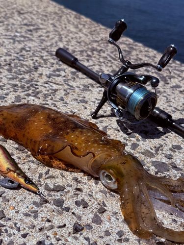 アオリイカの釣果