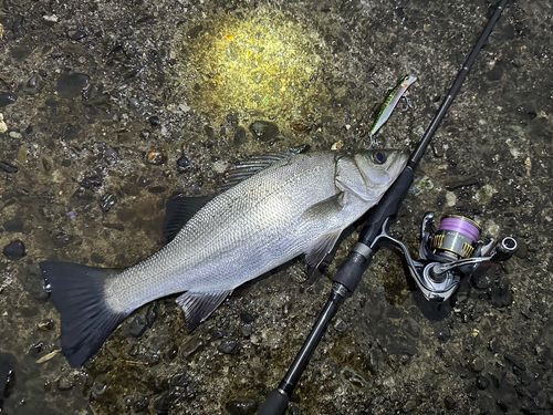 ヒラスズキの釣果
